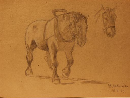 B712 - Studie, Pferd, Perdekopf (15-21,3 Bleistift,coloriert)